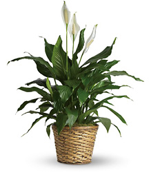 Simply Elegant Spathiphyllum - Medium Cottage Florist Lakeland Fl 33813 Premium Flowers lakeland